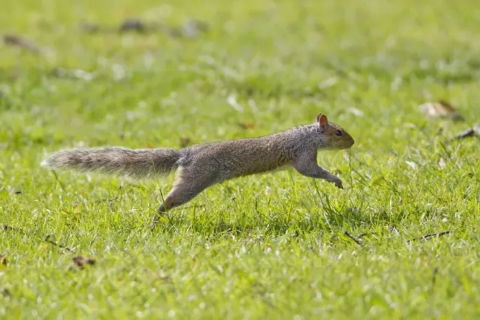 Framed Print : Eastern Grey Squirrel (Sciurus carolinensis) introduced species, adult, running, Suffolk, England, june Framed Print : Eastern Grey Squirrel (Sciurus carolinensis) introduced species, adult, running, Suffolk, England, june