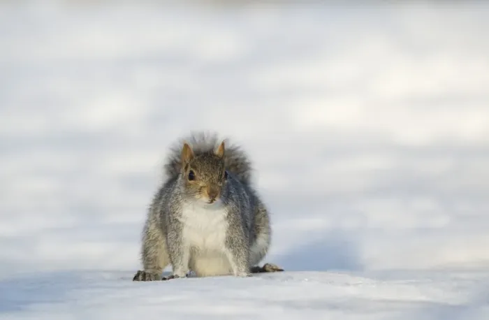 Framed Print : Eastern Grey Squirrel (Sciurus carolinensis) introduced species, adult, standing on snow, Sheffield, South Yorkshire, England, january