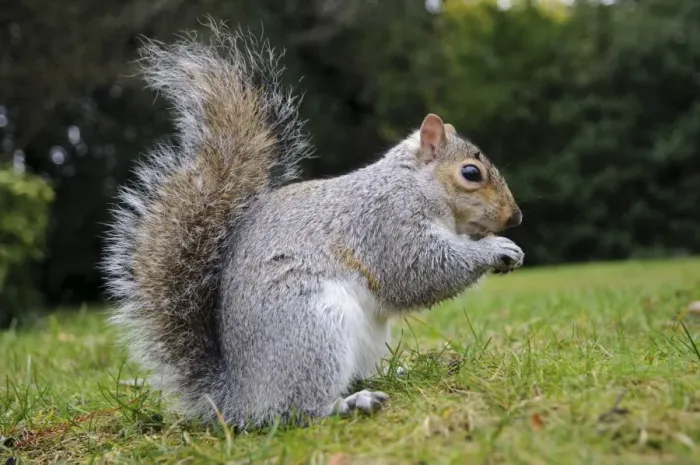 Framed Print : Eastern Grey Squirrel (Sciurus carolinensis) introduced species, adult, feeding on nut, sitting on grass