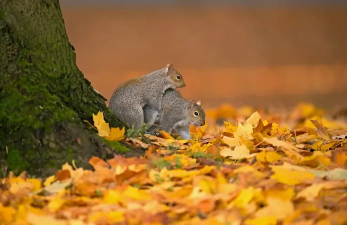 Framed Print : Eastern Grey Squirrel (Sciurus carolinensis) introduced species, adult pair, mating amongst fallen leaves, Merseyside Framed Print : Eastern Grey Squirrel (Sciurus carolinensis) introduced species, adult pair, mating amongst fallen leaves, Merseyside