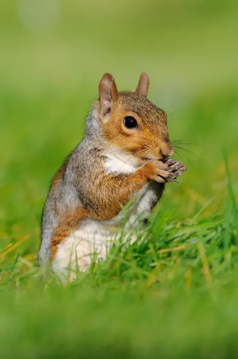 Framed Print : Eastern Grey Squirrel (Sciurus carolinensis) introduced species, adult, feeding, sitting on grass, Oxfordshire Framed Print : Eastern Grey Squirrel (Sciurus carolinensis) introduced species, adult, feeding, sitting on grass, Oxfordshire