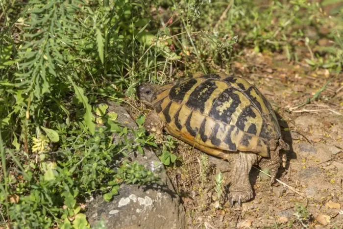 Framed Print : Eastern Hermanns tortoise - Bulgaria Framed Print : Eastern Hermanns tortoise - Bulgaria