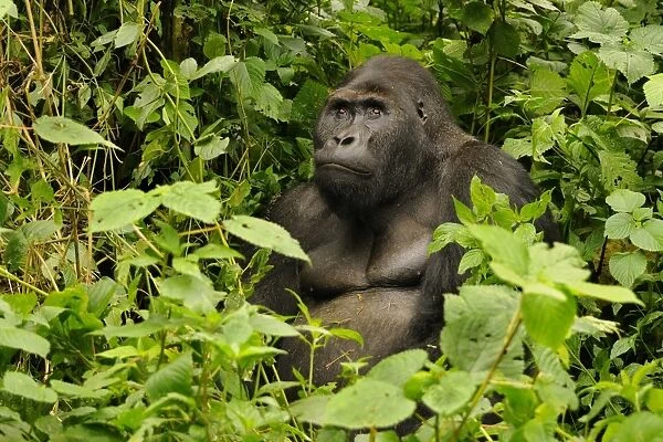 Eastern Lowland Gorilla (Gorilla beringei graueri) Chimanuka adult male silverback, sitting in forest undergrowth