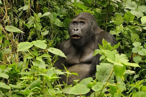 Eastern Lowland Gorilla (Gorilla beringei graueri) Chimanuka adult male silverback, feeding in forest undergrowth