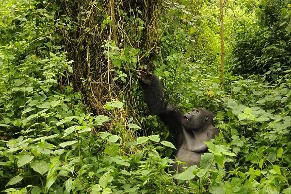 Eastern Lowland Gorilla (Gorilla beringei graueri) Chimanuka adult male silverback, feeding in forest habitat