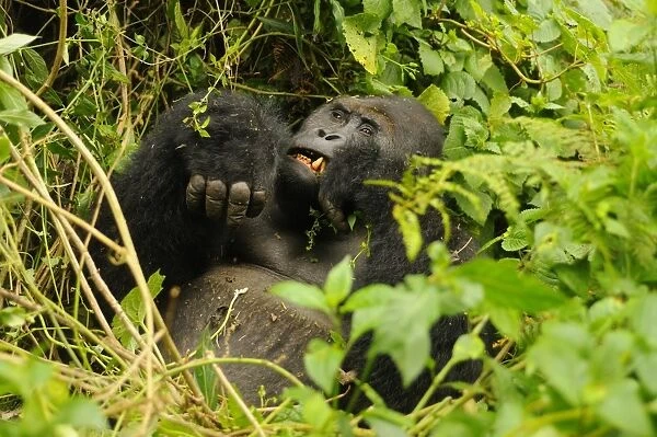 Eastern Lowland Gorilla (Gorilla beringei graueri) Chimanuka adult male silverback, feeding in forest undergrowth