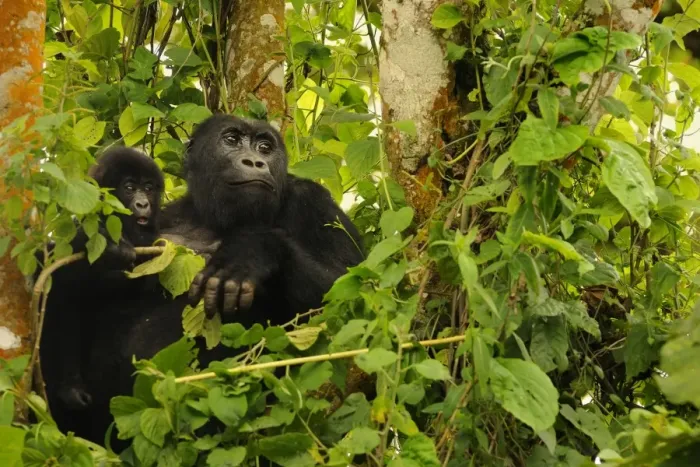 Framed Print : Eastern Lowland Gorilla (Gorilla beringei graueri) adult female with young, Chimanuka family, Kahuzi-Biega N. P