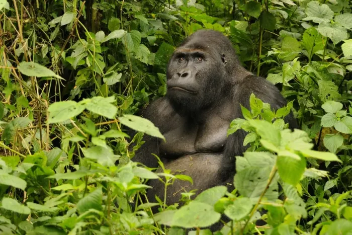 Framed Print : Eastern Lowland Gorilla (Gorilla beringei graueri) Chimanuka adult male silverback, sitting in forest undergrowth Framed Print : Eastern Lowland Gorilla (Gorilla beringei graueri) Chimanuka adult male silverback, sitting in forest undergrowth
