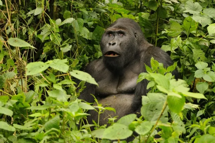 Framed Print : Eastern Lowland Gorilla (Gorilla beringei graueri) Chimanuka adult male silverback, feeding in forest undergrowth Framed Print : Eastern Lowland Gorilla (Gorilla beringei graueri) Chimanuka adult male silverback, feeding in forest undergrowth