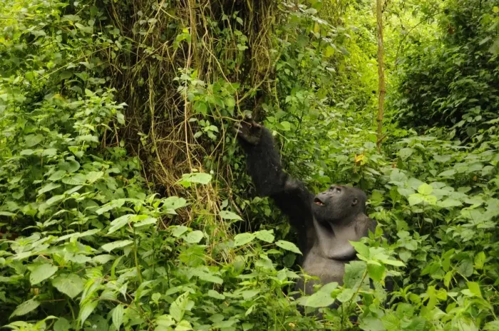 Framed Print : Eastern Lowland Gorilla (Gorilla beringei graueri) Chimanuka adult male silverback, feeding in forest habitat Framed Print : Eastern Lowland Gorilla (Gorilla beringei graueri) Chimanuka adult male silverback, feeding in forest habitat