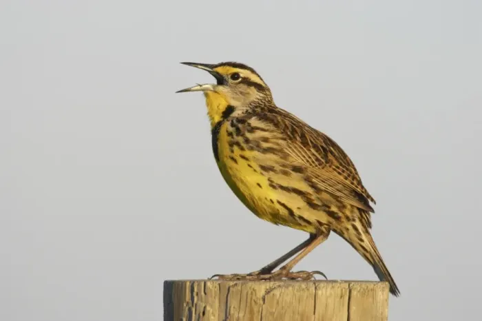 Framed Print : Eastern Meadowlark (Sturnella magna) adult, singing, standing on post, Lake Kissimmee, Florida, U. S. A Framed Print : Eastern Meadowlark (Sturnella magna) adult, singing, standing on post, Lake Kissimmee, Florida, U. S. A