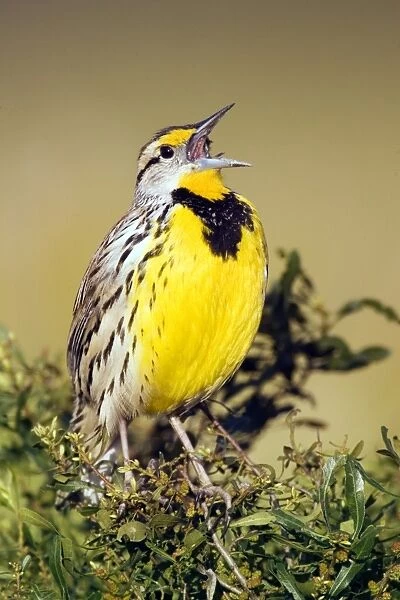 Eastern Meadowlark (Sturnella magna) adult male, singing, U. S. A
