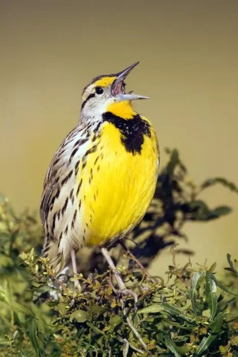 Framed Print : Eastern Meadowlark (Sturnella magna) adult male, singing, U. S. A Framed Print : Eastern Meadowlark (Sturnella magna) adult male, singing, U. S. A