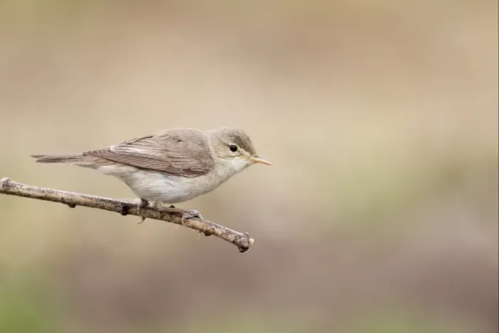 Framed Print : Eastern Olivaceous Warbler (Hippolais pallida) adult, perched on twig, Bulgaria, may Framed Print : Eastern Olivaceous Warbler (Hippolais pallida) adult, perched on twig, Bulgaria, may