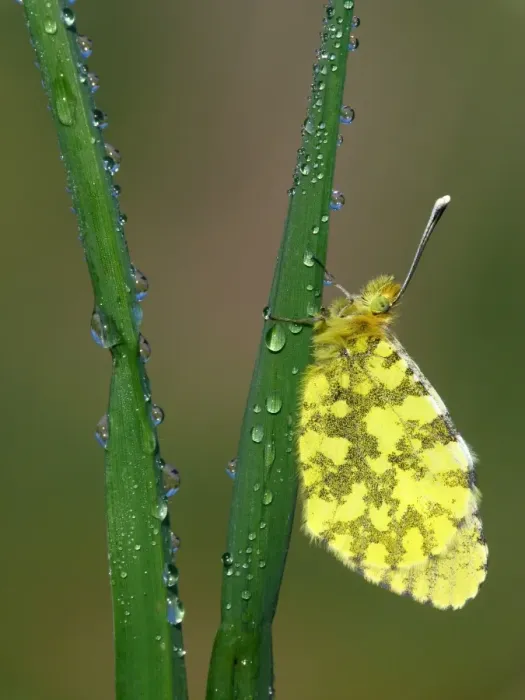 Framed Print : Eastern Orange-tip (Anthocharis damone) adult female, roosting on grass with morning dew, Peloponesos, Southern Greece, april Framed Print : Eastern Orange-tip (Anthocharis damone) adult female, roosting on grass with morning dew, Peloponesos, Southern Greece, april