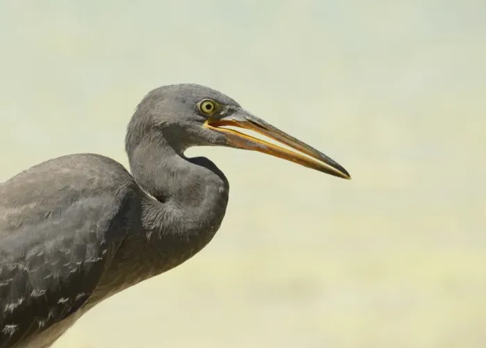 Framed Print : Eastern Reef Heron (Egretta sacra) dark form, adult, close-up of head and neck, Queensland, Australia, November Framed Print : Eastern Reef Heron (Egretta sacra) dark form, adult, close-up of head and neck, Queensland, Australia, November