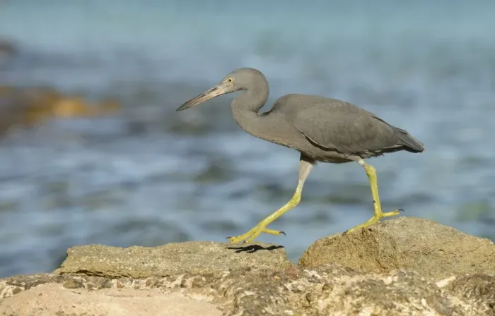 Framed Print : Eastern Reef Heron (Egretta sacra) dark form, adult, walking on rocks overlooking sea, Queensland, Australia, November