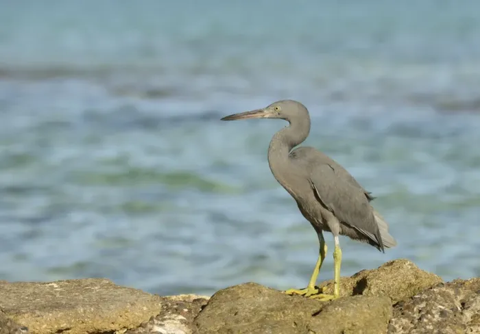 Framed Print : Eastern Reef Heron (Egretta sacra) dark form, adult, standing on rocks overlooking sea, Queensland, Australia, November Framed Print : Eastern Reef Heron (Egretta sacra) dark form, adult, standing on rocks overlooking sea, Queensland, Australia, November