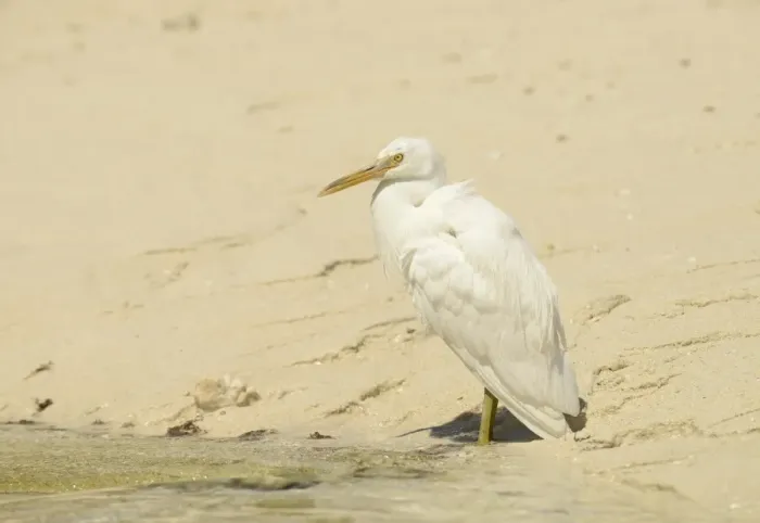 Framed Print : Eastern Reef Heron (Egretta sacra) white form, adult, standing on sandy beach, Queensland, Australia, November Framed Print : Eastern Reef Heron (Egretta sacra) white form, adult, standing on sandy beach, Queensland, Australia, November