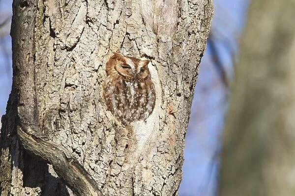 Eastern Screech-owl (Megascops asio) rufous morph, adult, perched at tree hole in woodland, Washington D. C. U. S. A