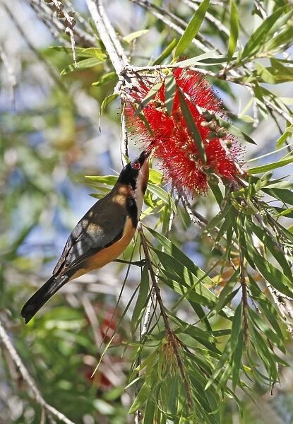 Eastern Spinebill (Acanthorhynchus tenuirostris) adult male, feeding on nectar from Crimson Bottlebrush