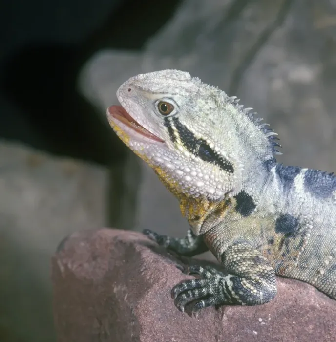 Framed Print : Eastern Water Dragon (Physignathus lesuerii) Front feet on rock / close up Framed Print : Eastern Water Dragon (Physignathus lesuerii) Front feet on rock / close up