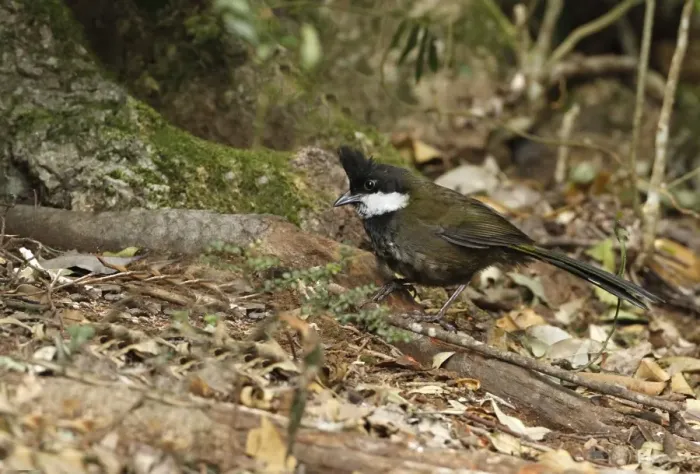 Framed Print : Eastern Whipbird (Psophodes olivaceus) adult, foraging on rainforest floor, Lamington N. P