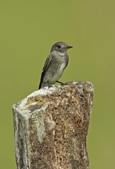Framed Print : Eastern Wood-pewee (Contopus virens) adult, perched on fencepost, El Valle, Panama, October Framed Print : Eastern Wood-pewee (Contopus virens) adult, perched on fencepost, El Valle, Panama, October