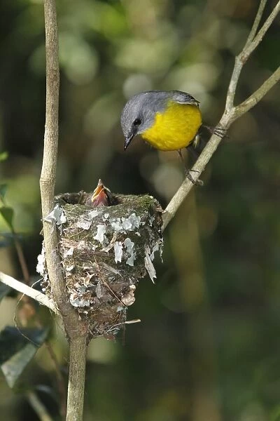 Eastern Yellow Robin (Eopsaltria australis) adult, with chicks begging for food at nest, Lamington N. P