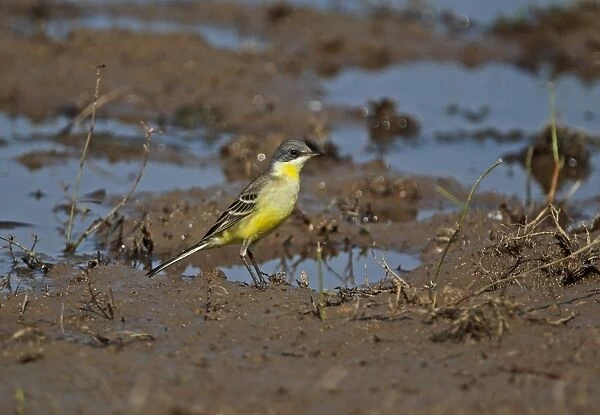 Eastern Yellow Wagtail (Motacilla tschutschensis) adult male, standing in muddy field, Cambodia, January