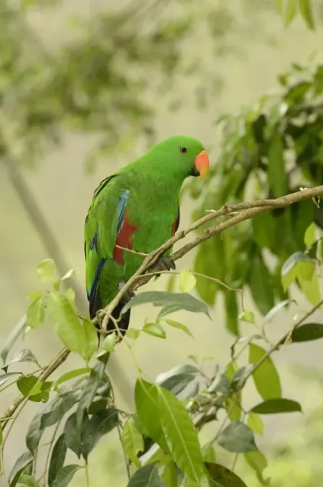 Framed Print : Eclectus Parrot (Eclectus roratus) adult male, perched on branch, Queensland, Australia, November Framed Print : Eclectus Parrot (Eclectus roratus) adult male, perched on branch, Queensland, Australia, November