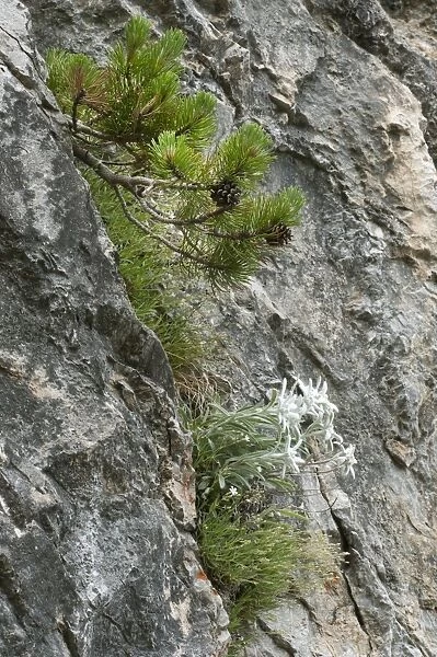 Edelweiss (Leontopodium alpinum) flowering, growing on rockface with pine tree, Tatra Mountains, Western Carpathians