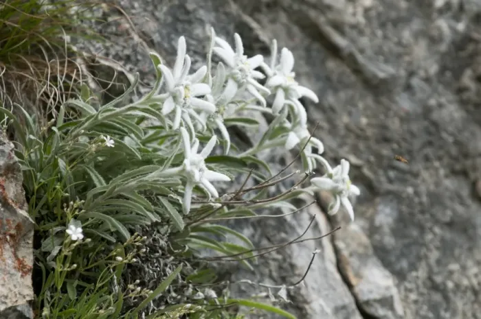 Framed Print : Edelweiss (Leontopodium alpinum) flowering, growing on rockface, Tatra Mountains, Western Carpathians, Poland, June Framed Print : Edelweiss (Leontopodium alpinum) flowering, growing on rockface, Tatra Mountains, Western Carpathians, Poland, June