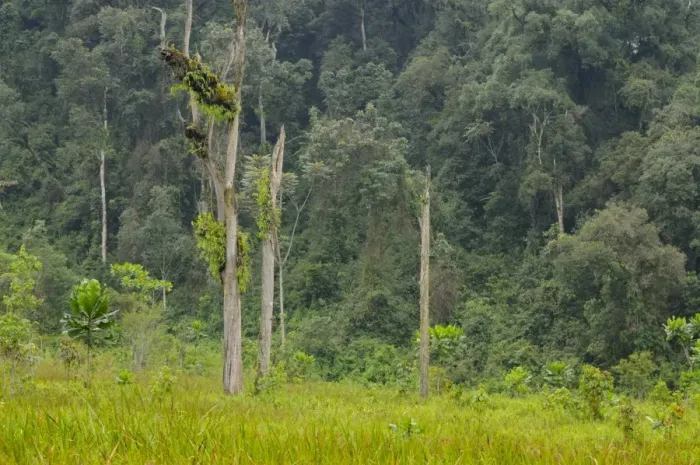 Framed Print : Edge of tropical montane forest habitat, Kamiranzovu Swamp, Nyungwe Forest N. P. Rwanda, march Framed Print : Edge of tropical montane forest habitat, Kamiranzovu Swamp, Nyungwe Forest N. P. Rwanda, march