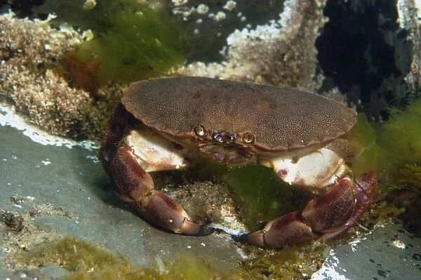 Edible Crab (Cancer pagurus) adult, attacking limpet, Kimmeridge Bay, Isle of Purbeck, Dorset, England, May