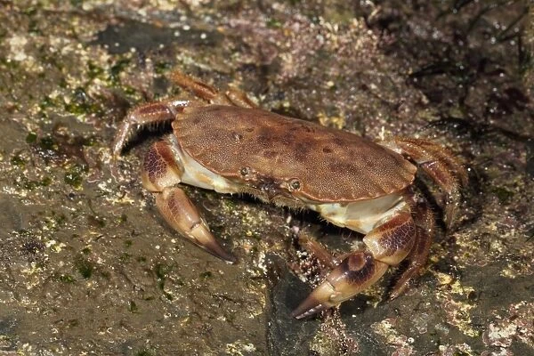 Edible Crab (Cancer pagurus) adult, on rocky shore, Kimmeridge, Isle of Purbeck, Dorset, England, March
