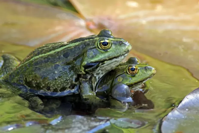 Framed Print : Edible Frog (Pelophylax kl. esculentus) two adult males, in mating trial, on waterlily leaves in water, Luisenpark, Mannheim, Baden-Wurttemberg, Germany Framed Print : Edible Frog (Pelophylax kl. esculentus) two adult males, in mating trial, on waterlily leaves in water, Luisenpark, Mannheim, Baden-Wurttemberg, Germany