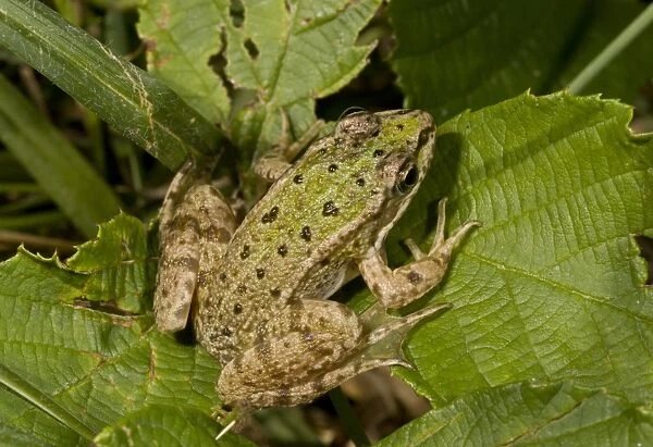 Edible Frog (Pelophylax kl. esculentus) young, sitting on leaves, Brenne, France, August