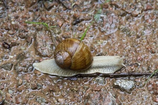 Edible or Roman Snail, Helix pomatia is a species of large, air-breathing land snail or escargot