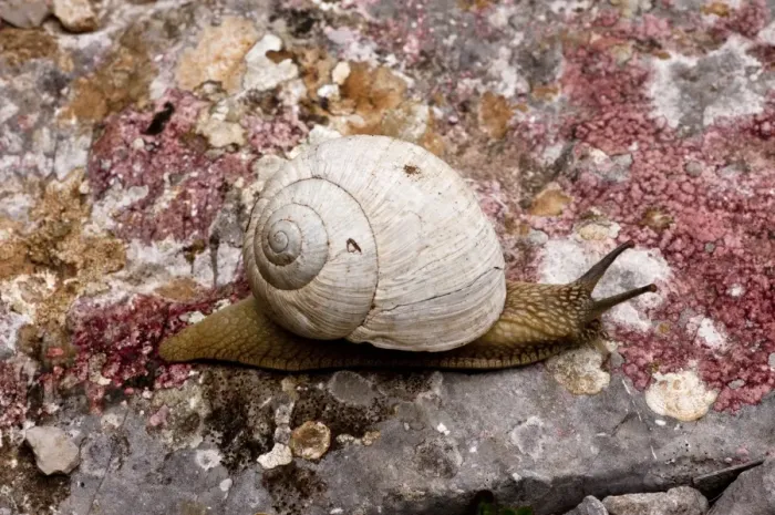 Framed Print : Edible Snail (Helix pomatia) adult, feeding on lichens, on limestone, Vikos Gorge, Northwest Greece, April