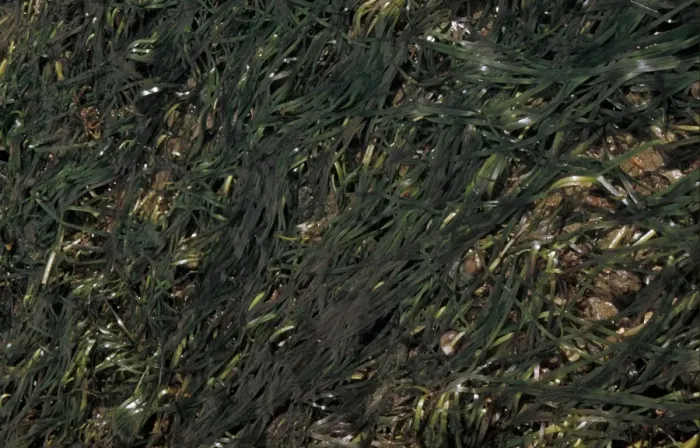 Framed Print : EelGrass (Zostera marina) Growing on muddy sand  /  extreme low water mark  /  Spring tides