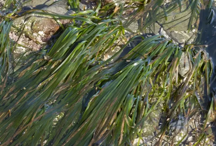 Framed Print : Eelgrass (Zostera marina) growing on seashore, MacKerricher State Park, North California, U. S. A. February Framed Print : Eelgrass (Zostera marina) growing on seashore, MacKerricher State Park, North California, U. S. A. February