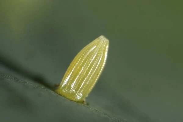 Egg of the small white butterfly, Pieris rapae, on a cabbage leaf