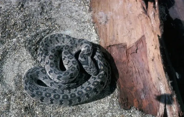 Framed Print : Eggeating Snake (Dasypeltis scabra) Coiled on sand beside piece of wood / South Africa Framed Print : Eggeating Snake (Dasypeltis scabra) Coiled on sand beside piece of wood / South Africa