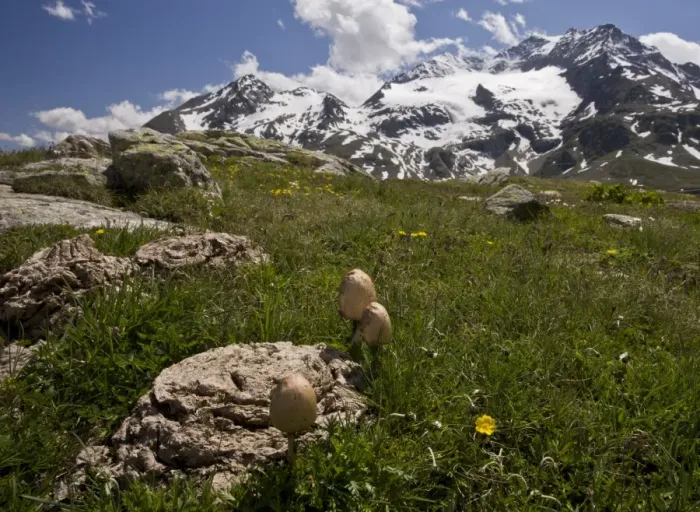 Framed Print : Egghead Mottlegill (Panaeolus semiovatus) fruiting bodies, growing on cattle dung at high altitude, Bernina Pass Framed Print : Egghead Mottlegill (Panaeolus semiovatus) fruiting bodies, growing on cattle dung at high altitude, Bernina Pass