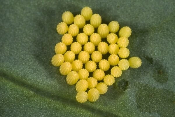 Eggs of the cabbage or large white butterfly, Pieris brassicae