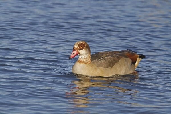 Egyptian Goose (Alopochen aegyptiacus) introduced species, adult, swimming, Norfolk, England, December