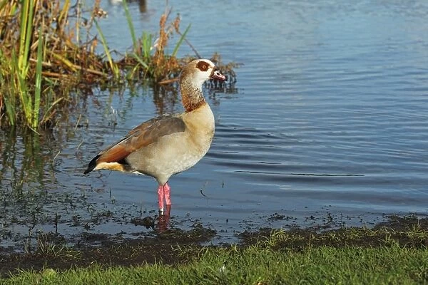Egyptian Goose (Alopochen aegyptiacus) introduced species, adult, standing in water, Whitlingham Country Park, River Yare, The Broads, Norfolk, England, december