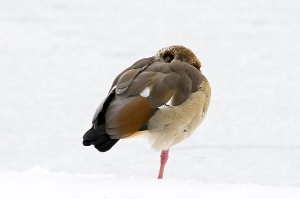 Egyptian Goose (Alopochen aegyptiacus) introduced species, adult, roosting on one leg