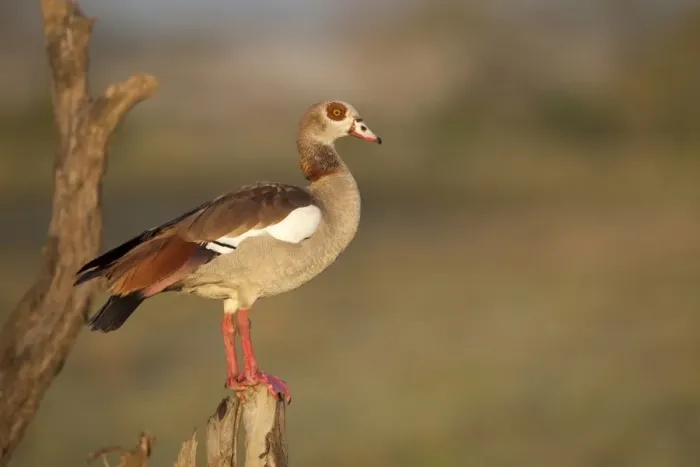 Framed Print : Egyptian Goose (Alopochen aegyptiacus) adult, perched on stump, Serengeti N. P. Tanzania, november Framed Print : Egyptian Goose (Alopochen aegyptiacus) adult, perched on stump, Serengeti N. P. Tanzania, november